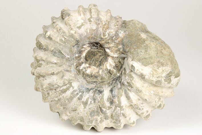 Bumpy Ammonite (Douvilleiceras) Fossil - Madagascar #205063